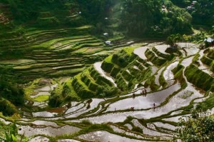 banaue-rice-terraces-520x346