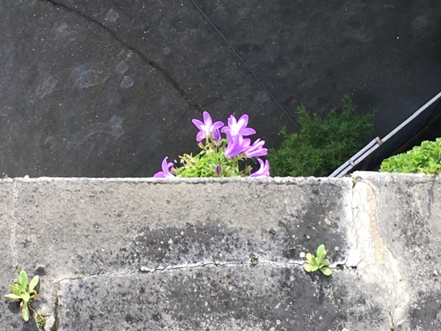 fleur de résilience